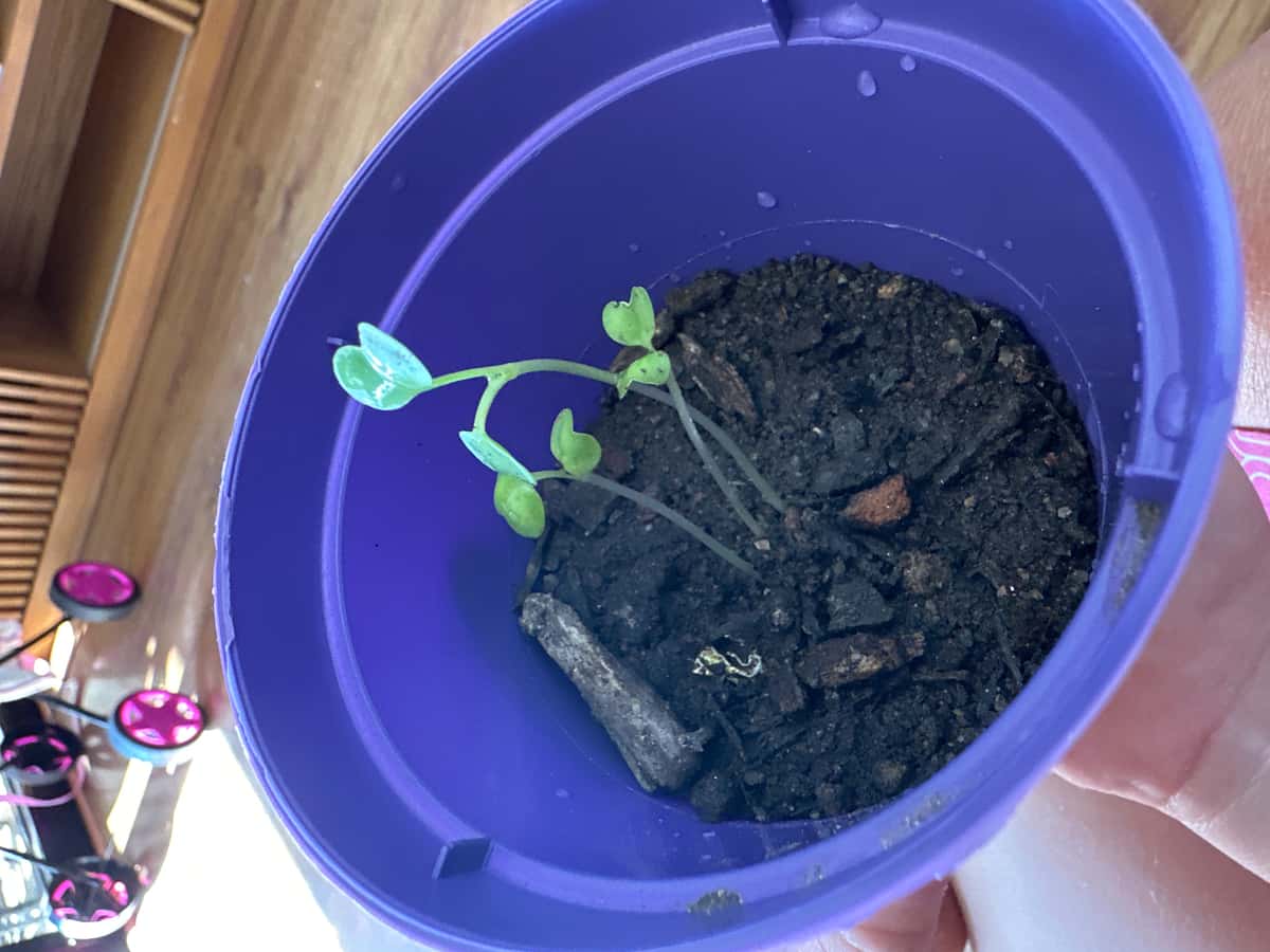 Plant