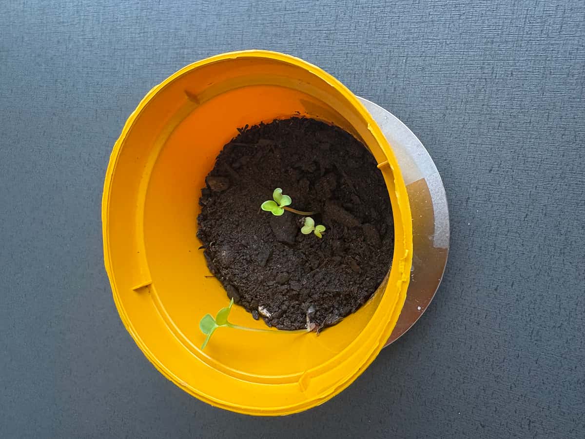 Plant