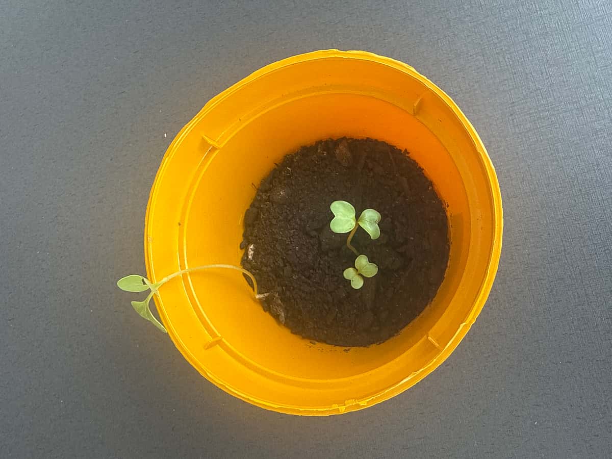 Plant