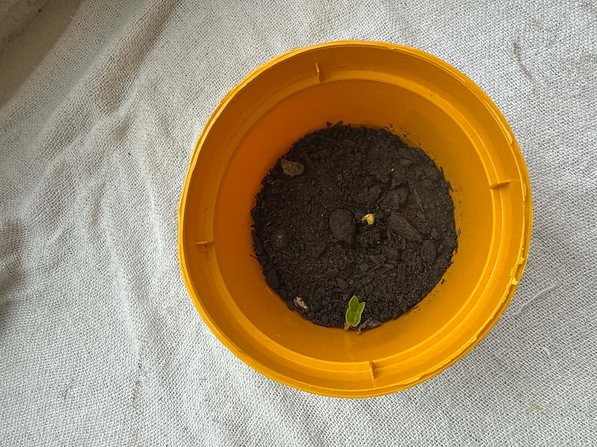 Plant