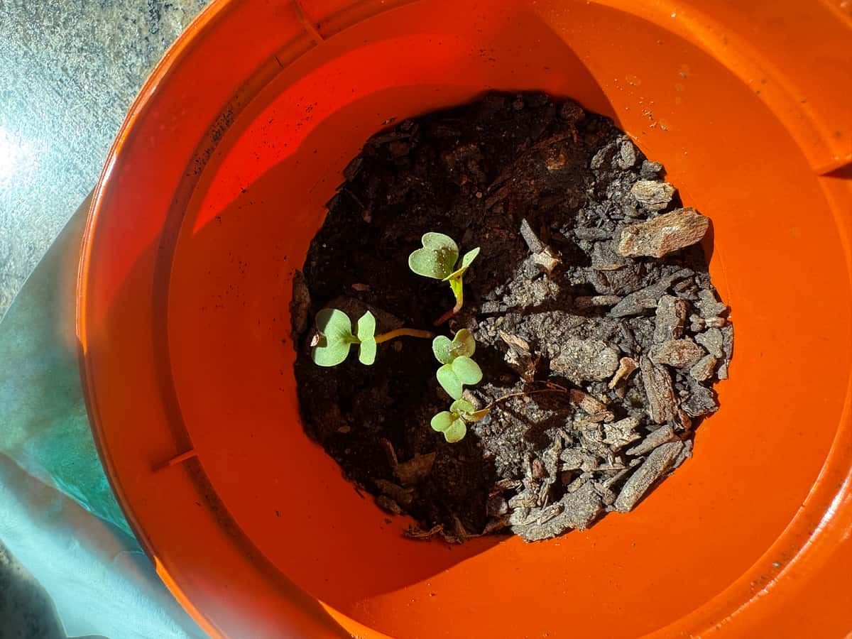 Plant