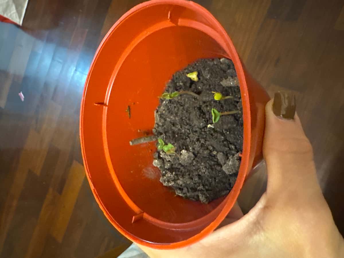 Plant