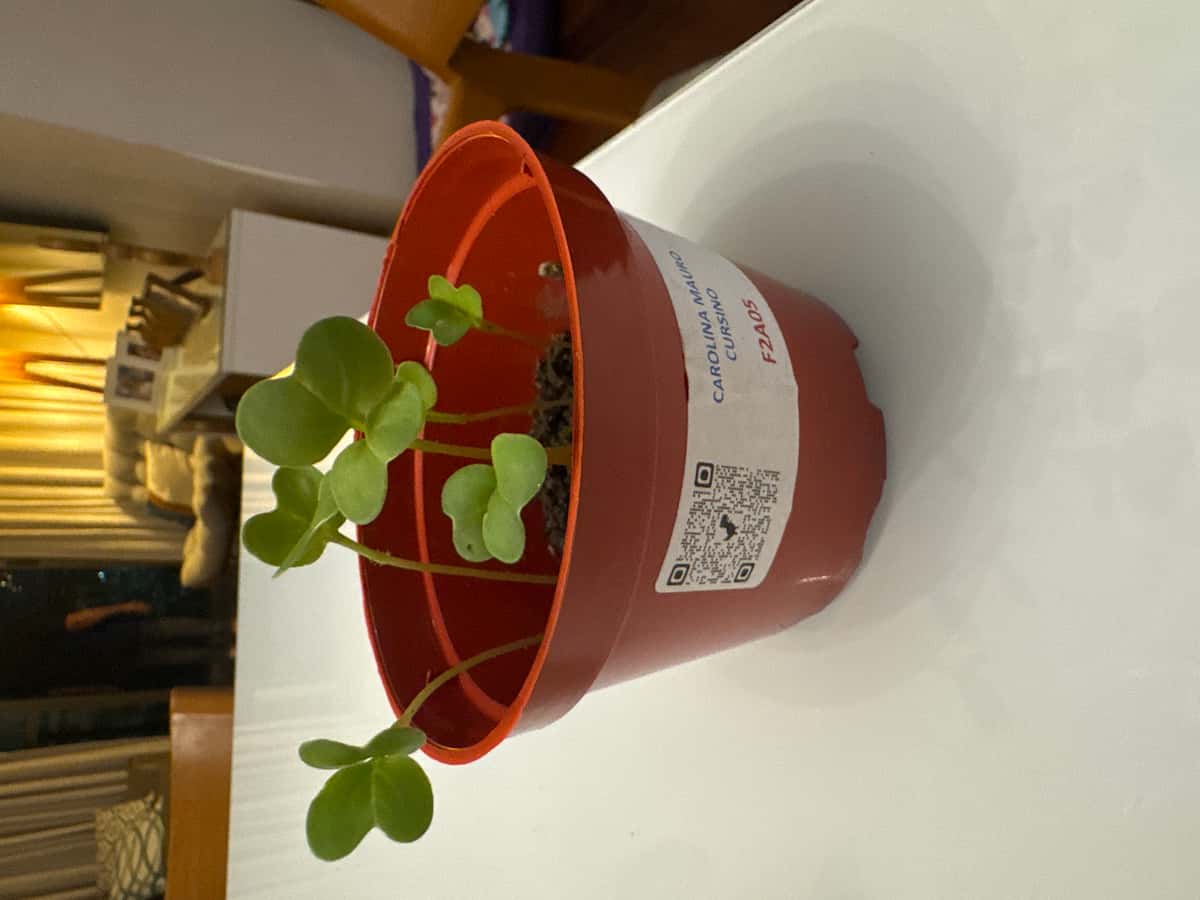 Plant
