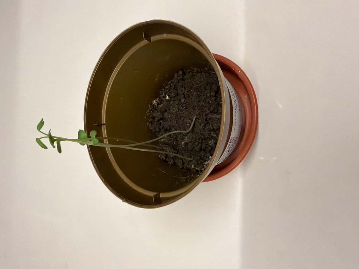 Plant