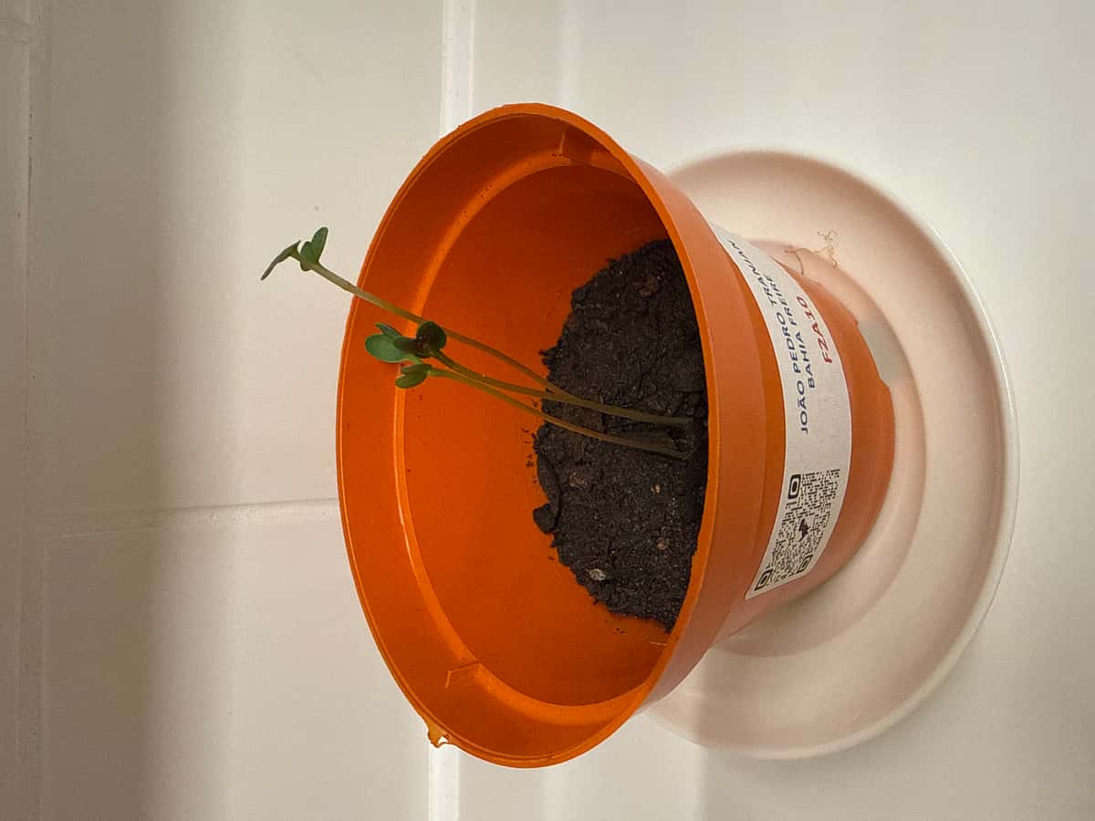 Plant