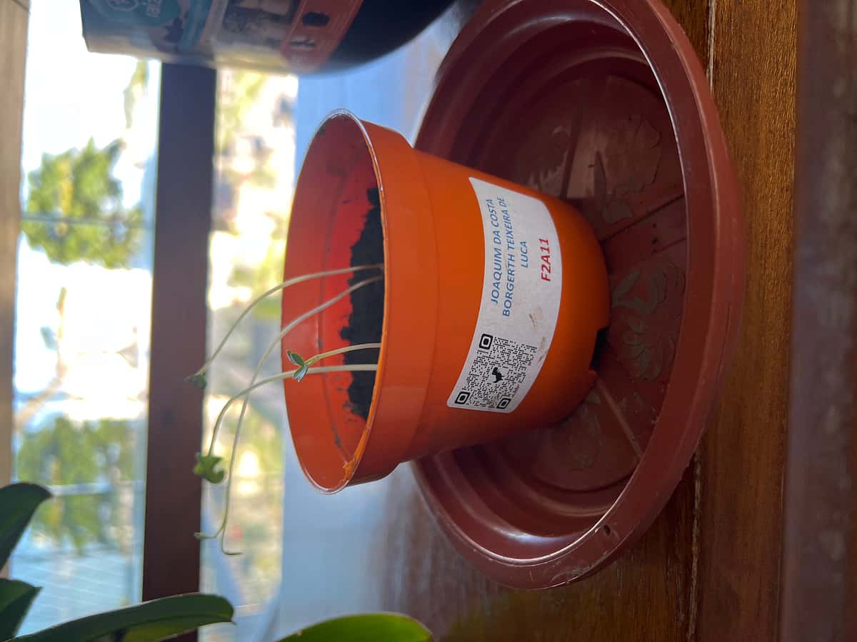 Plant