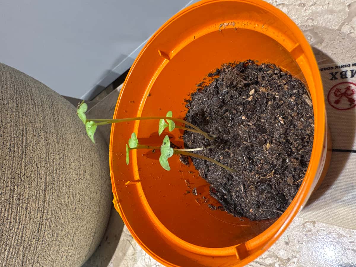 Plant