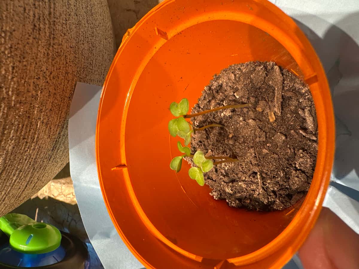 Plant