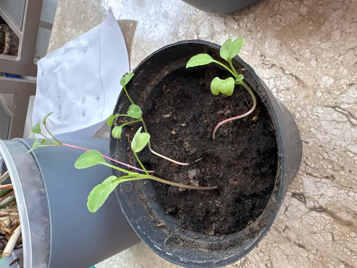 Plant