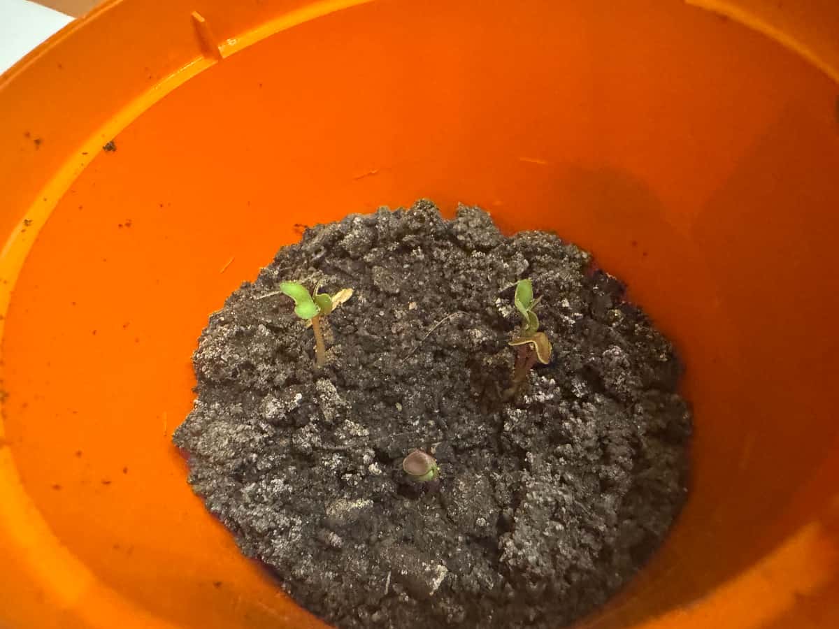 Plant