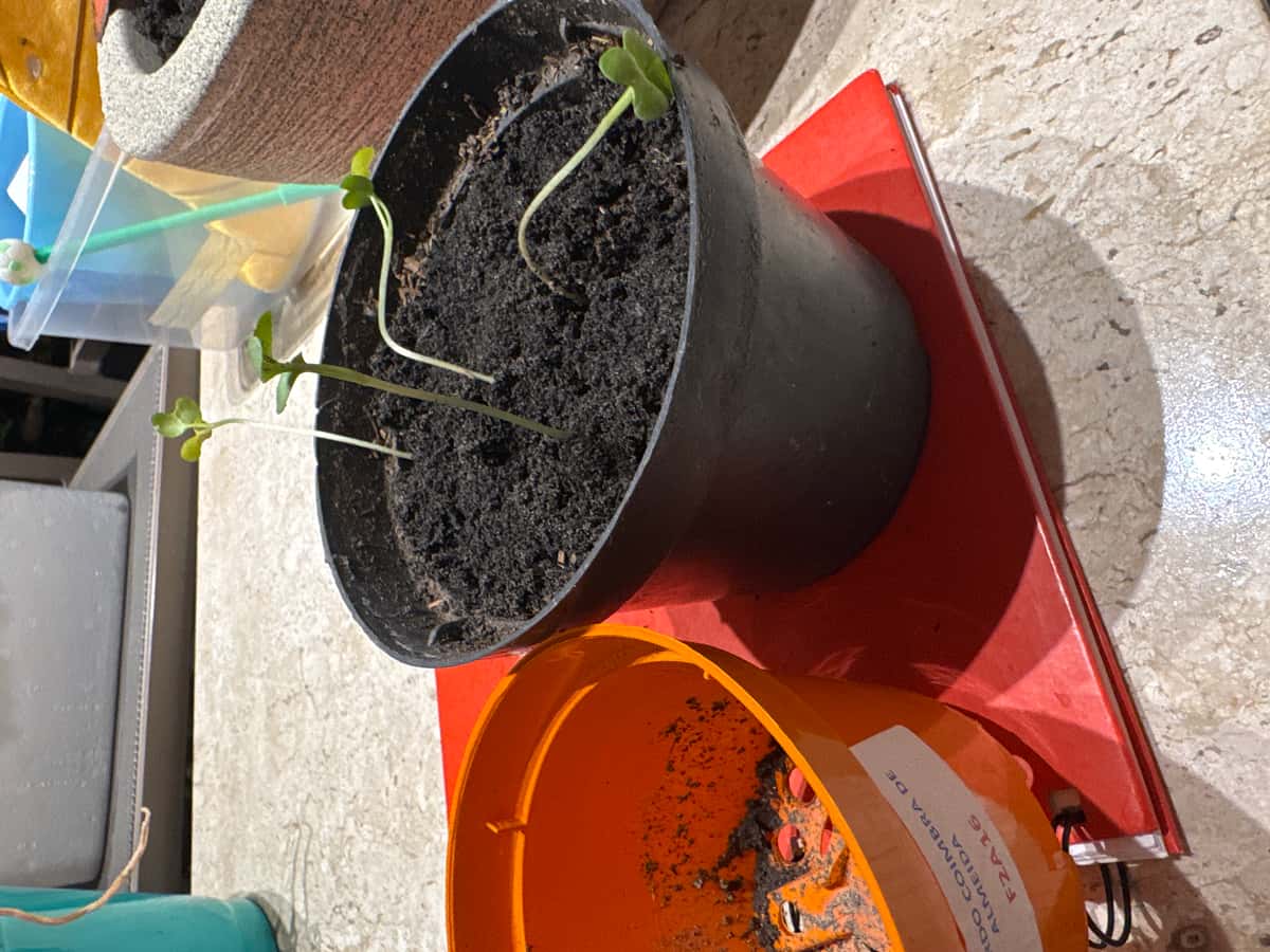 Plant