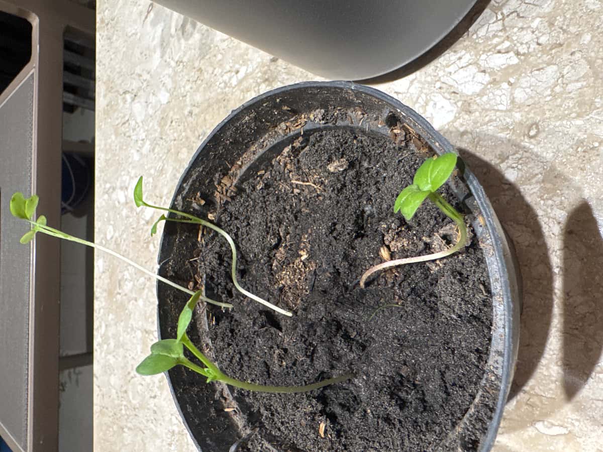 Plant