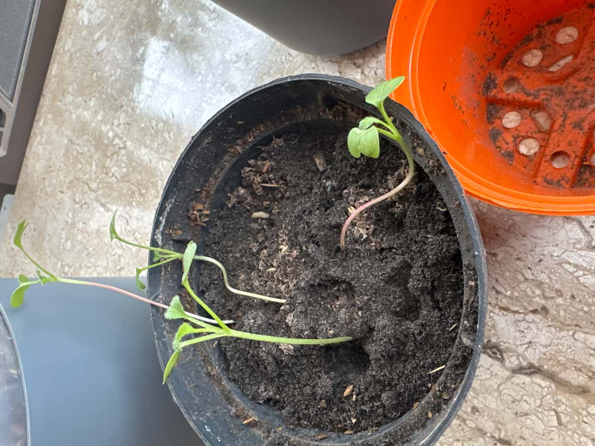 Plant
