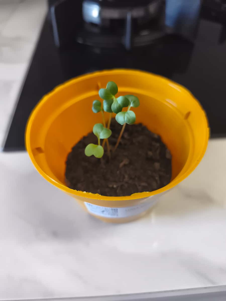 Plant