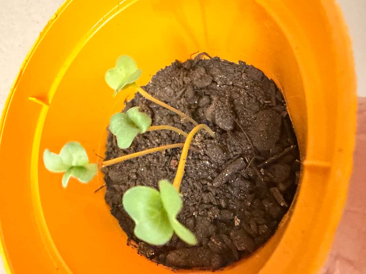 Plant
