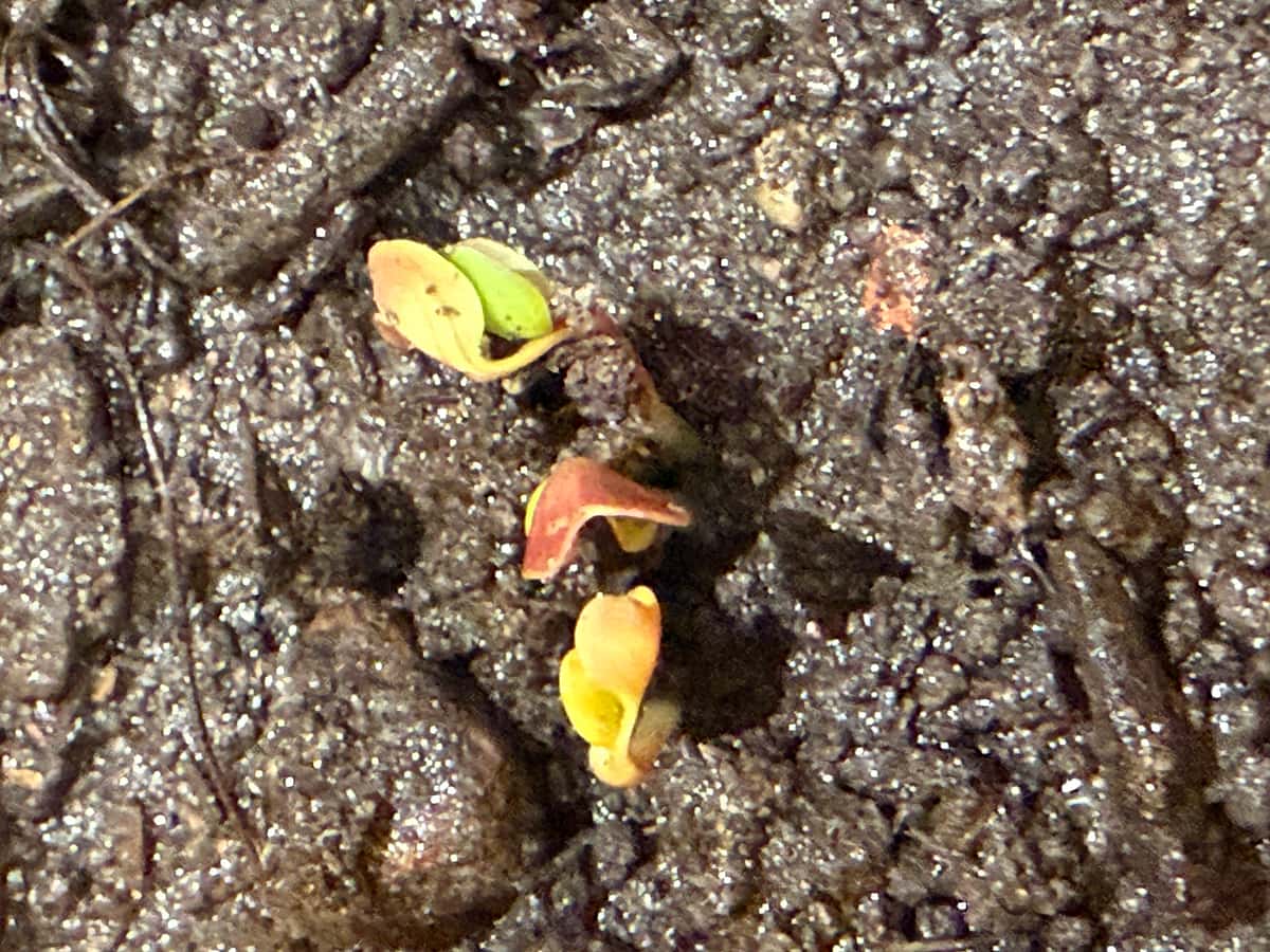 Plant