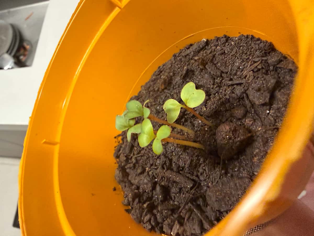 Plant