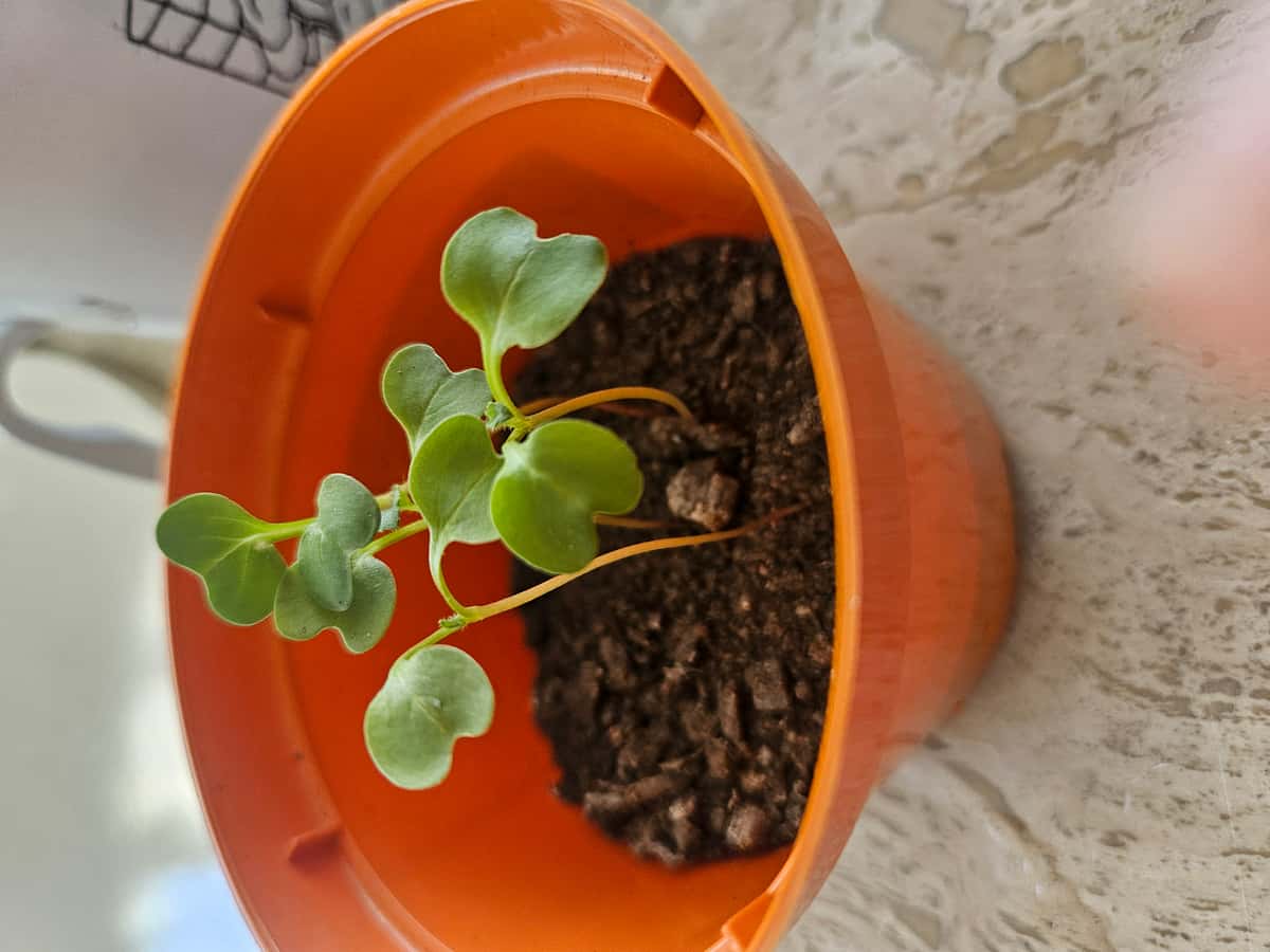 Plant