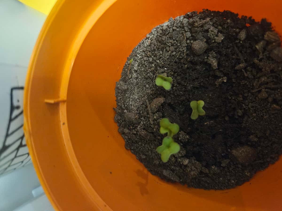 Plant