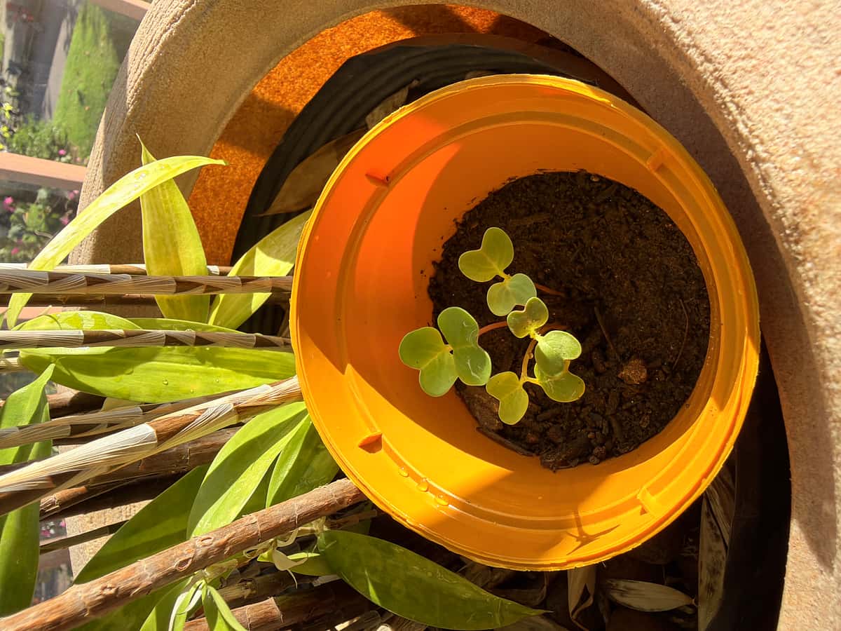 Plant