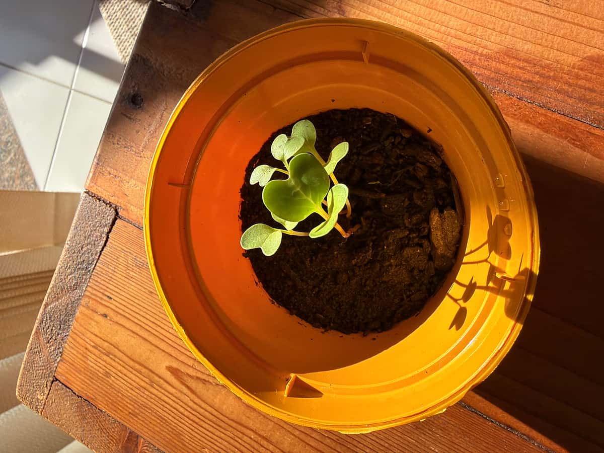 Plant