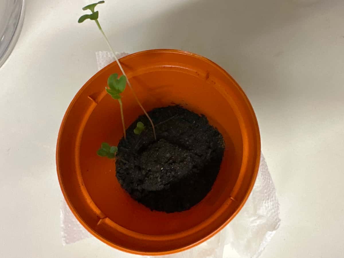 Plant
