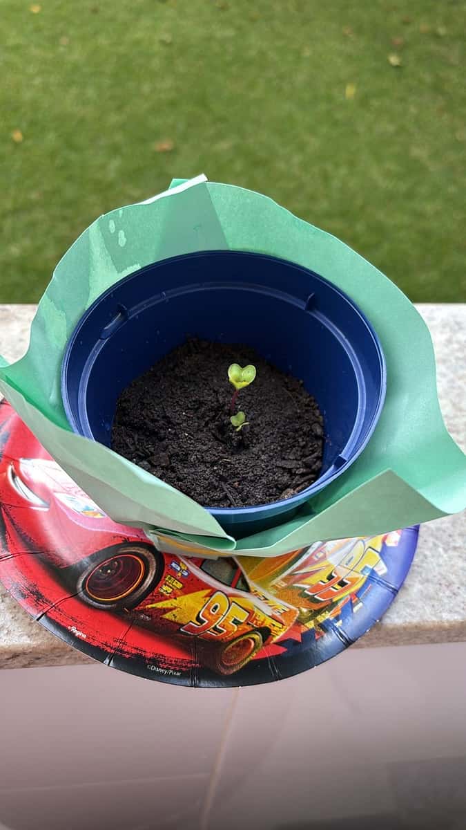 Plant