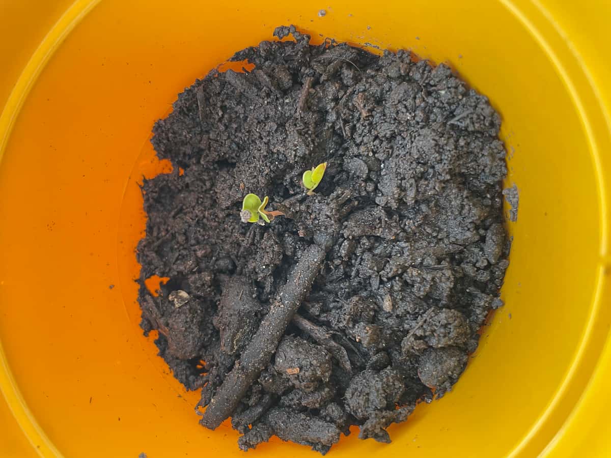 Plant