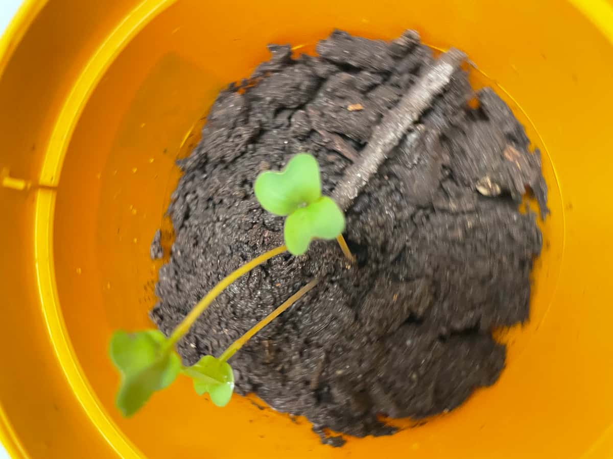Plant