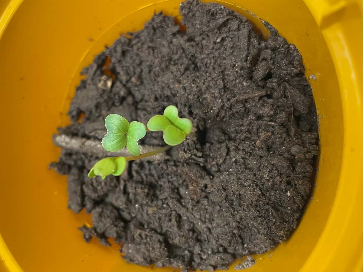 Plant
