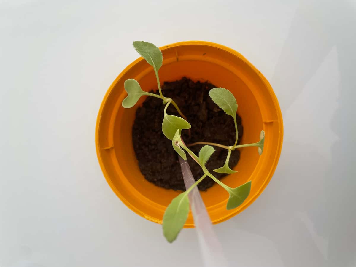 Plant