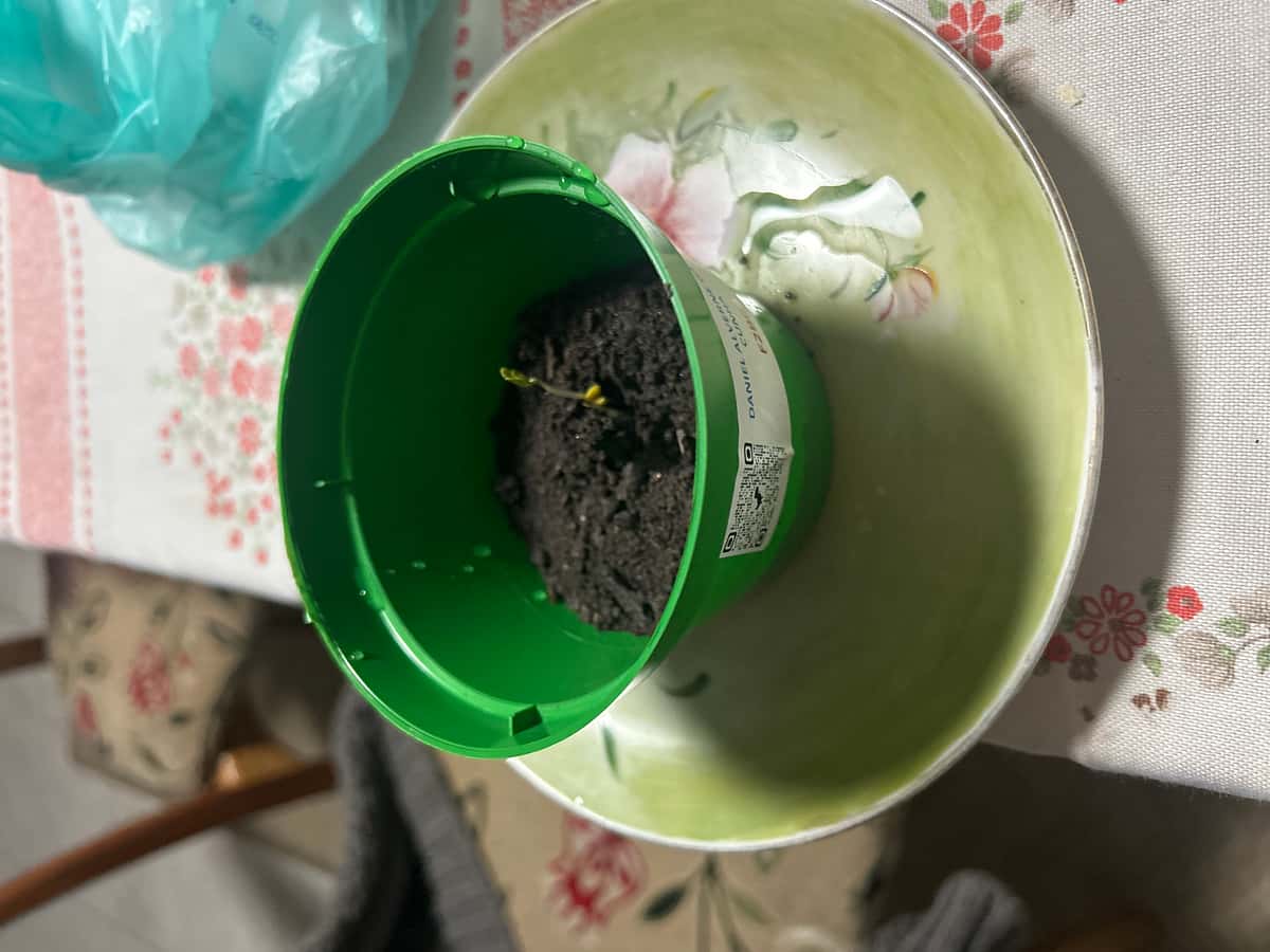 Plant