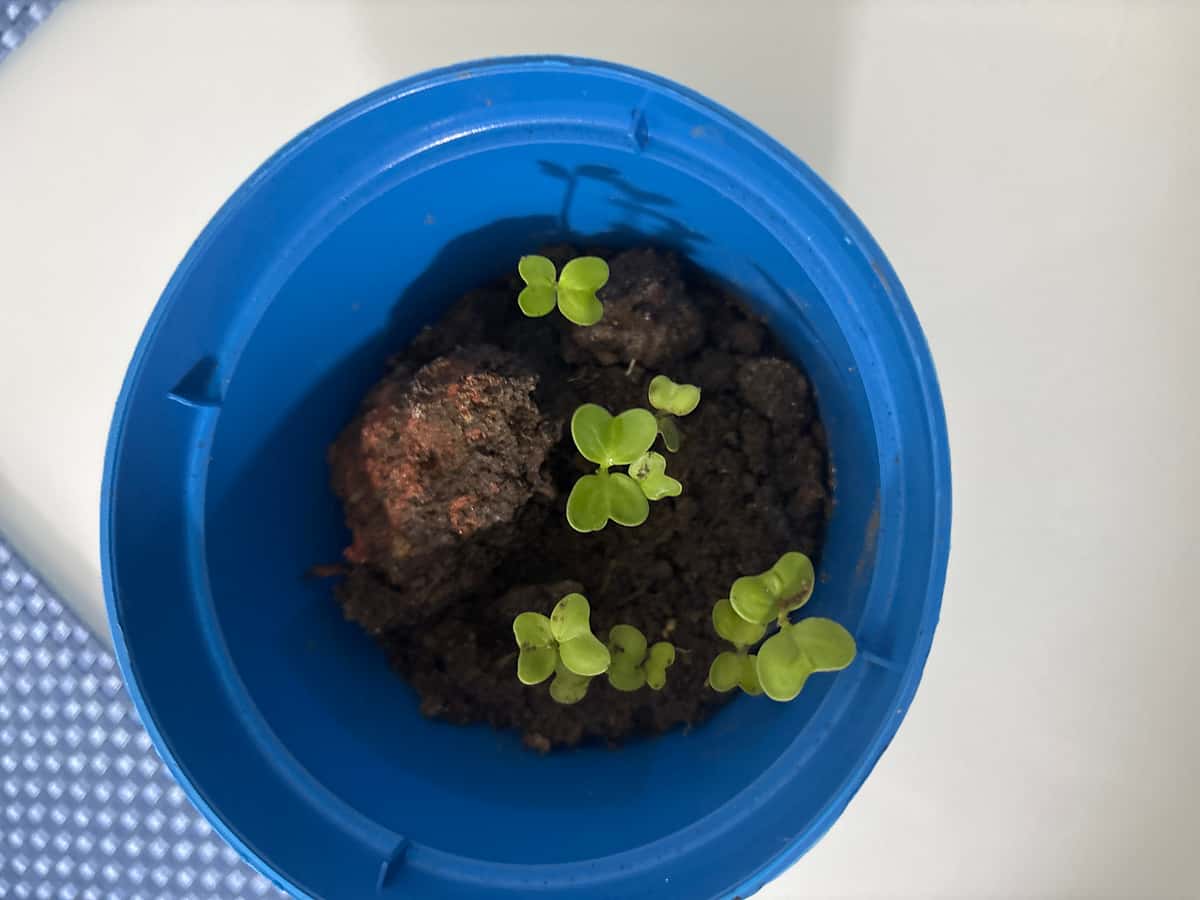 Plant