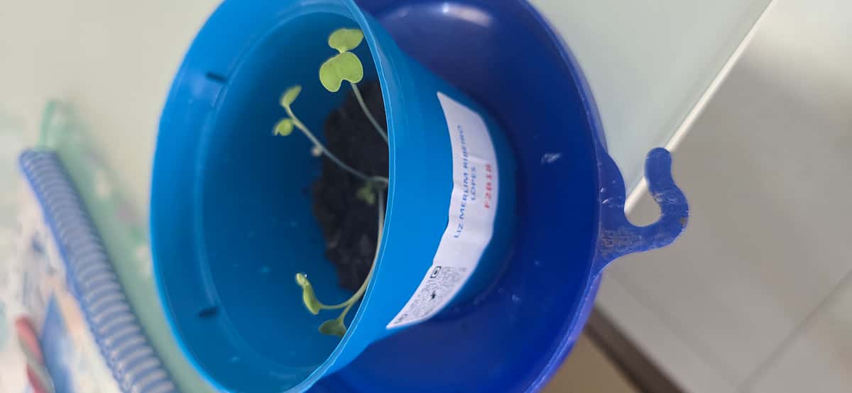 Plant