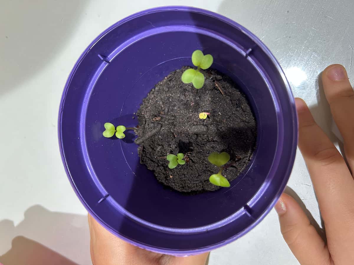 Plant