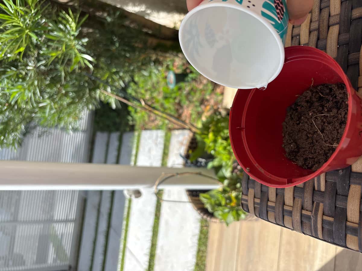 Plant