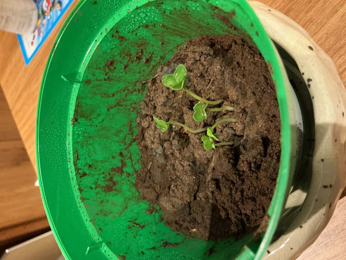 Plant
