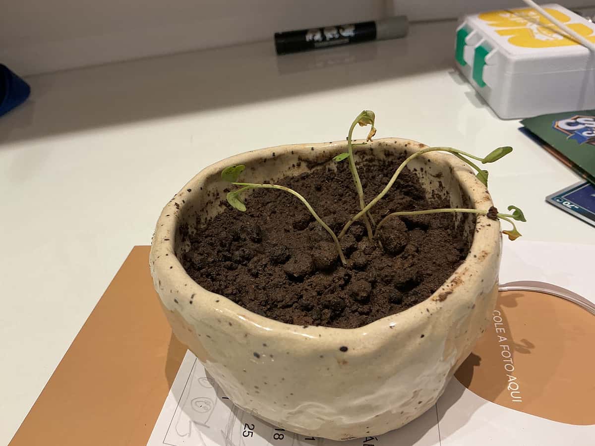 Plant