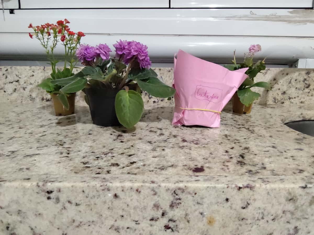 Plant