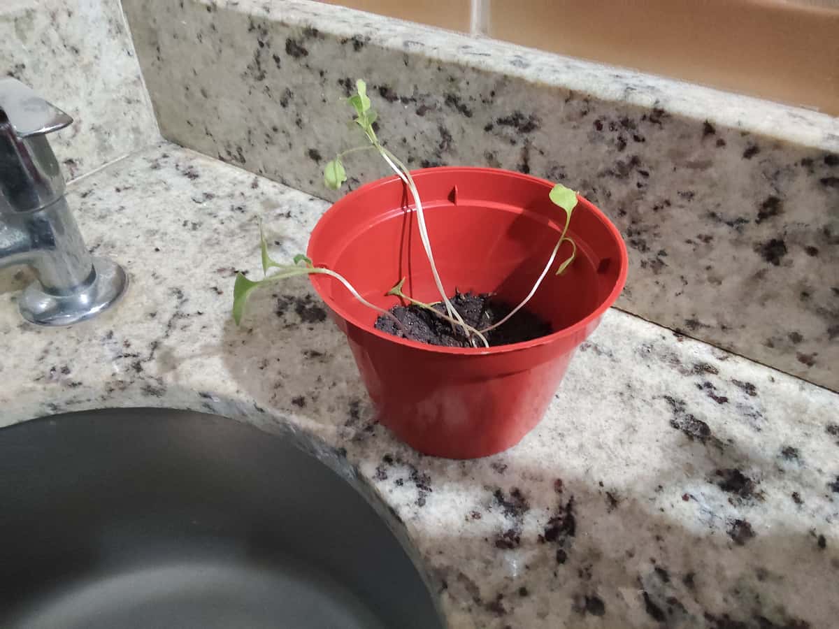 Plant