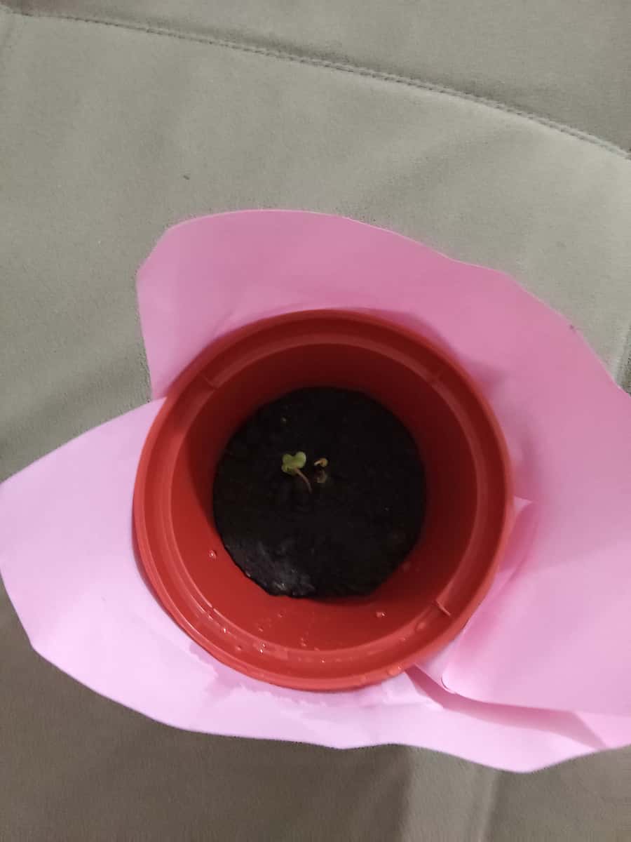 Plant