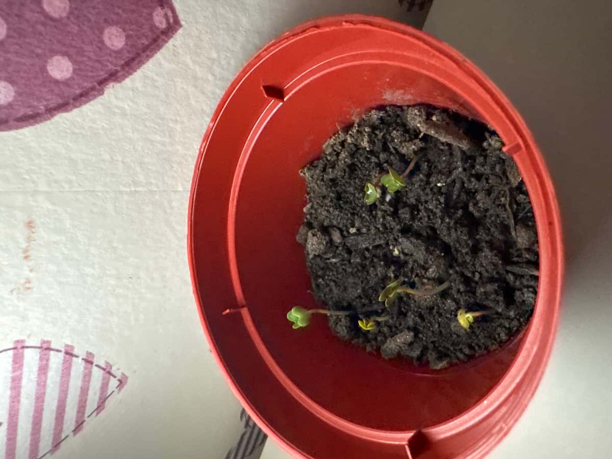 Plant