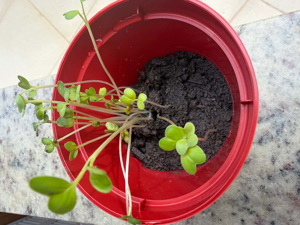 Plant