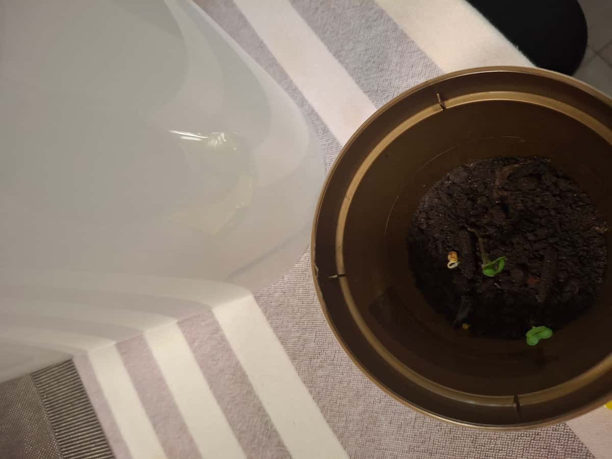 Plant