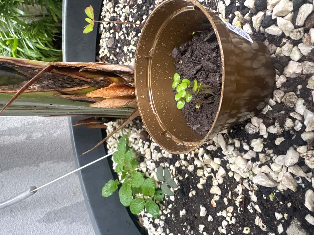Plant