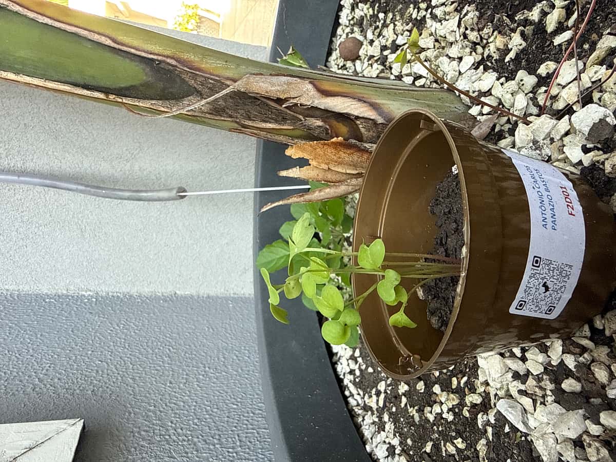 Plant