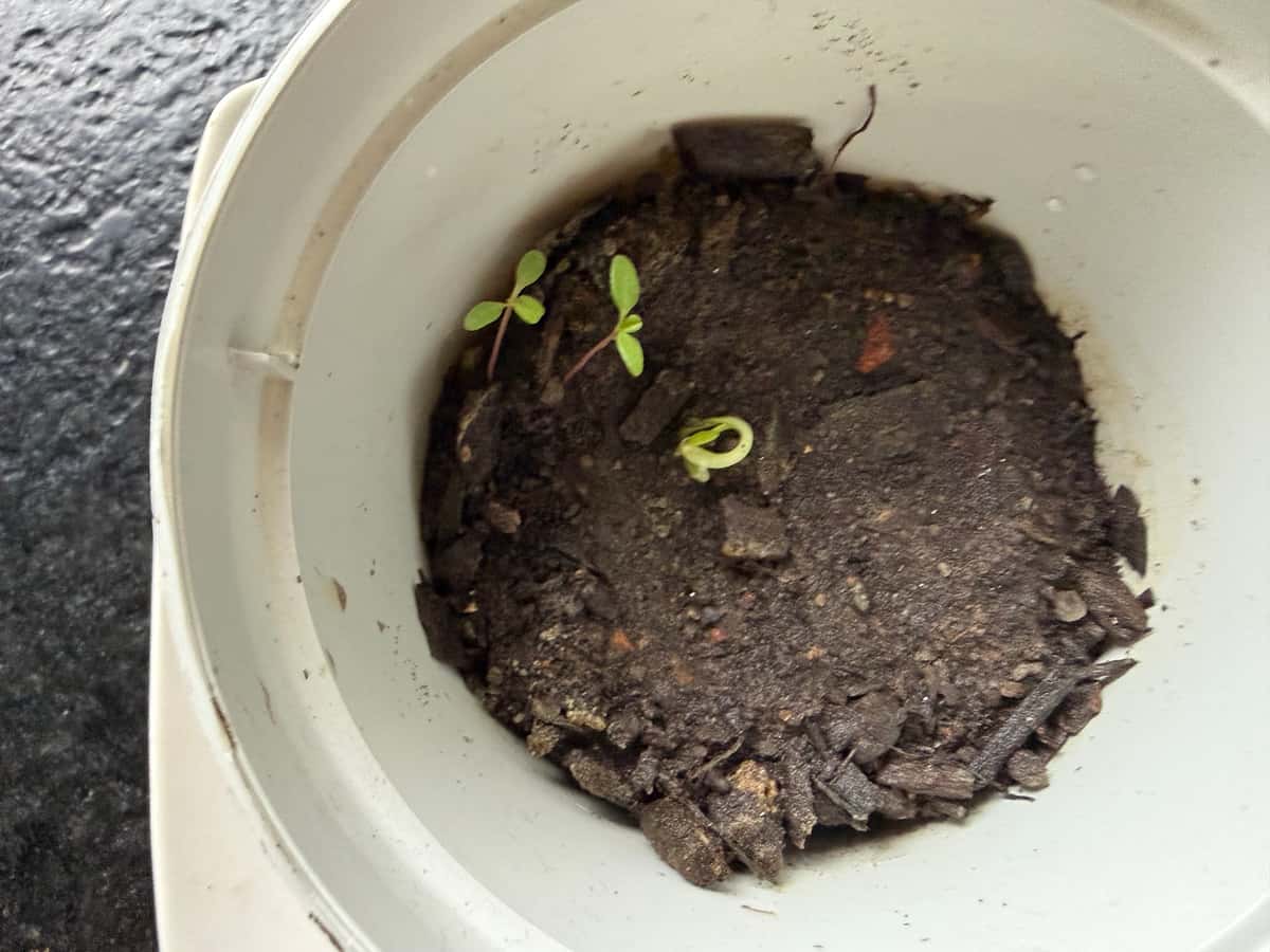 Plant