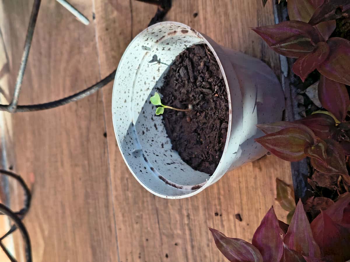 Plant