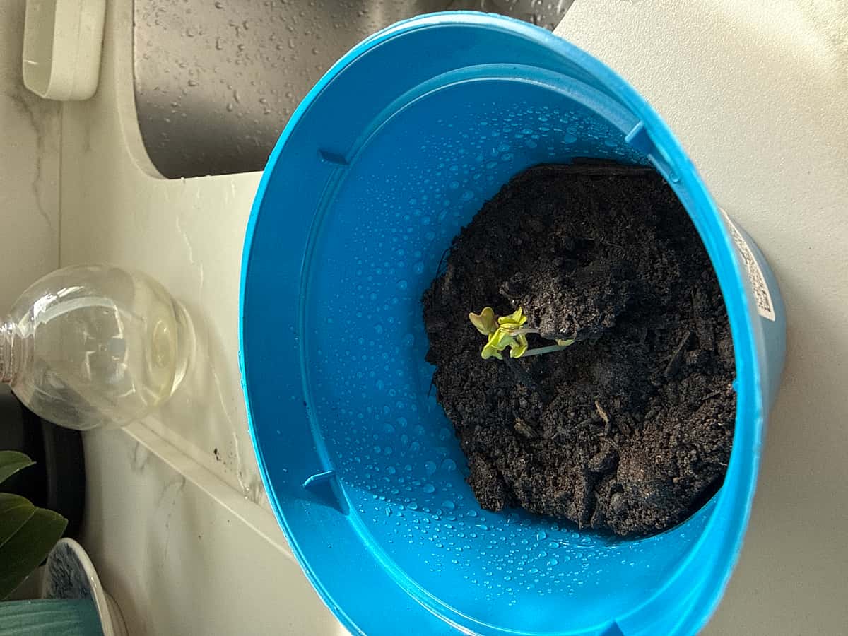 Plant