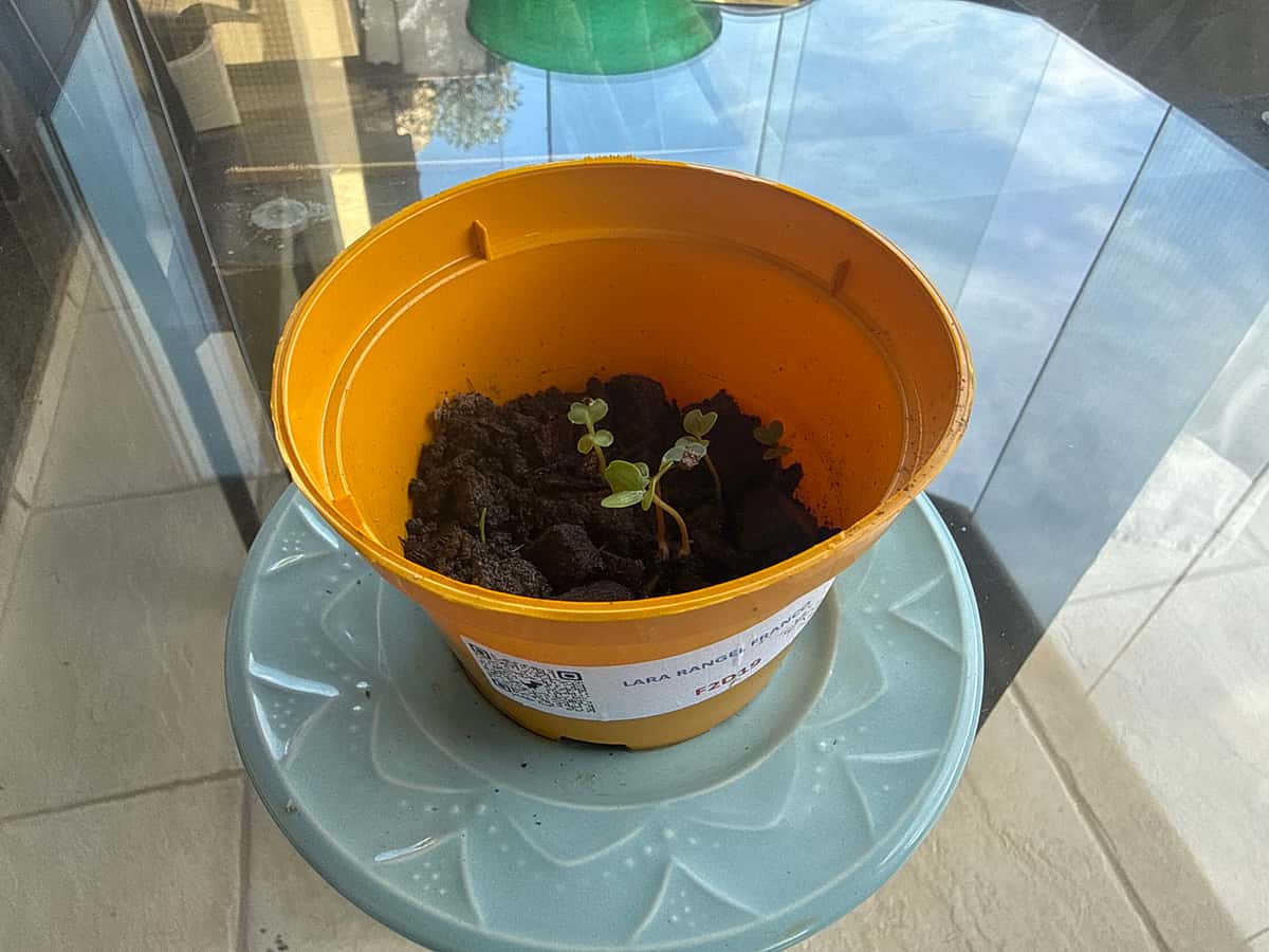 Plant